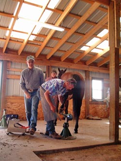 Horse Shoeing